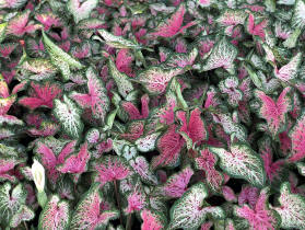 Heart and Soul caladiums