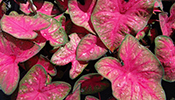 Party Punch caladiums