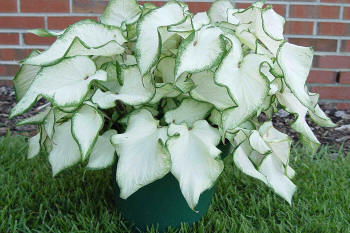 White Butterfly Caladiums