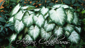 Aaron caladiums are great for those sunny areas in your landscape.