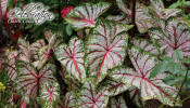 Celebration Caladiums from Classic - great for your landscape.