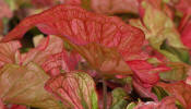Desert Sunset Caladiums - a new variety from Classic.