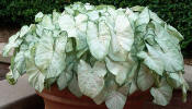 Moonlight Caladium pot- lovely for the patio