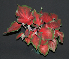 Red Ruffles Caladium Variety - de-eyed