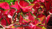 Sangria Caladiums - a spectacular caladium for your landscape.